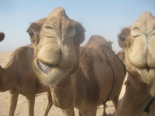 Kuwait-After-befriending-some-camels-with-bananas-and-apples-one-of-them-became-interetested-in-maybe-ta