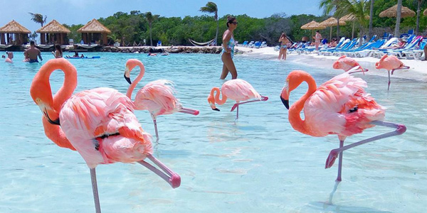 flamingo-beach