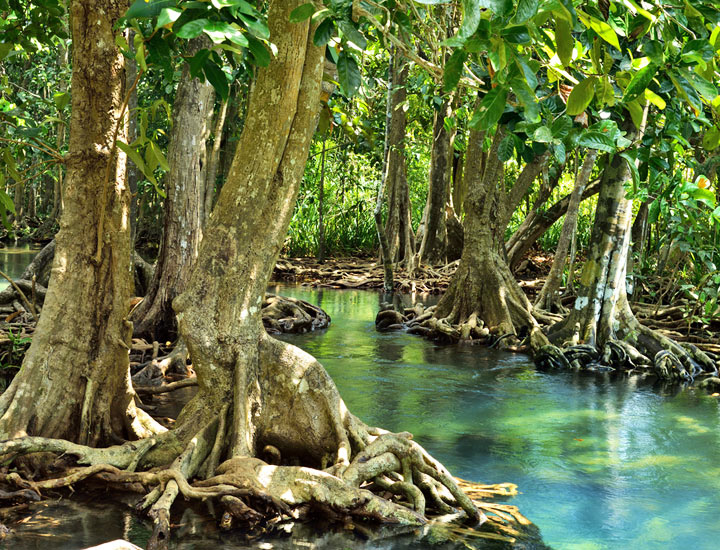 mangrove-forest