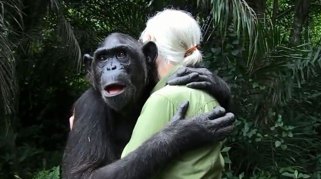 chimpanze-jane