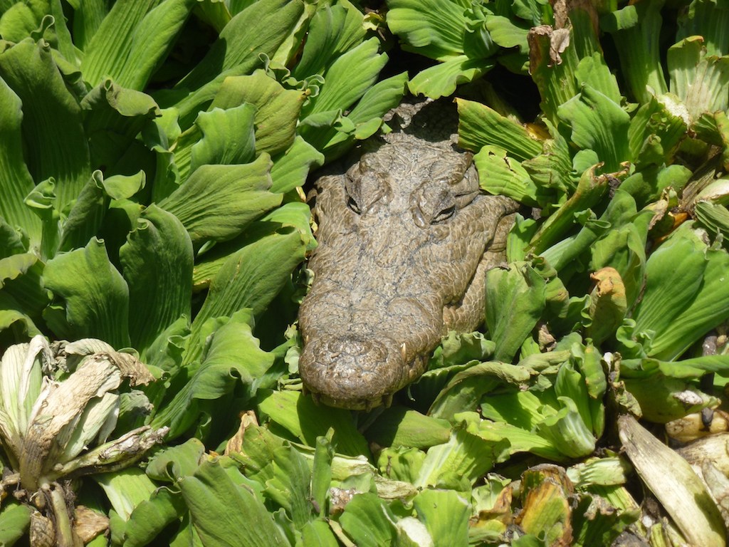 crocodilegambia