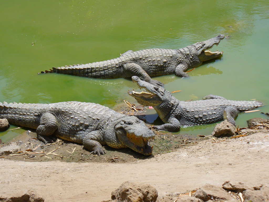 crocodilegambia2